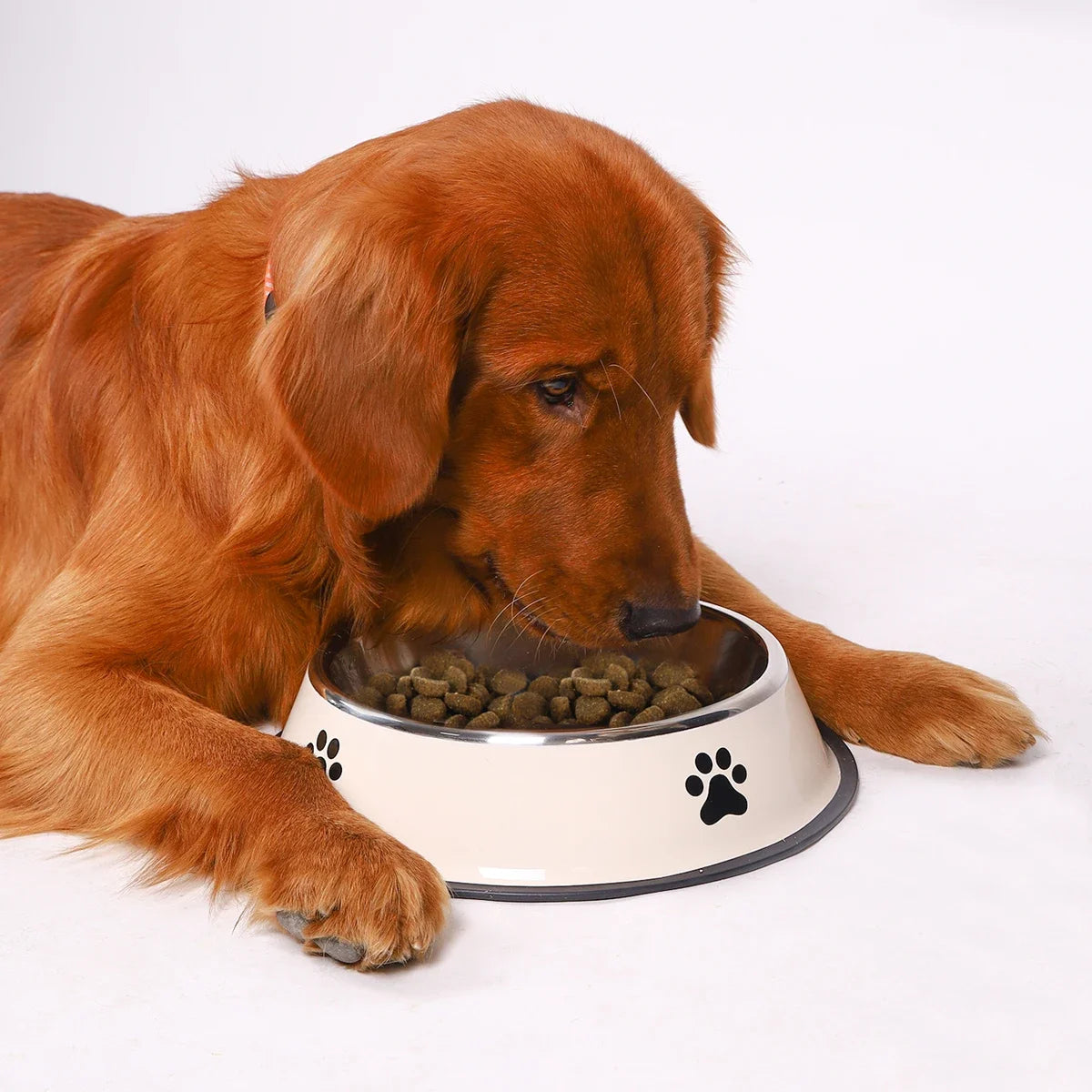 Stainless Steel Pet Food Bowl (16–22cm)