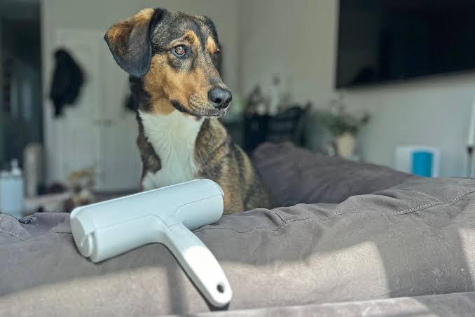 Top Benefits of Using a Hand Mitt for Dog Hair Removal and Daily Grooming