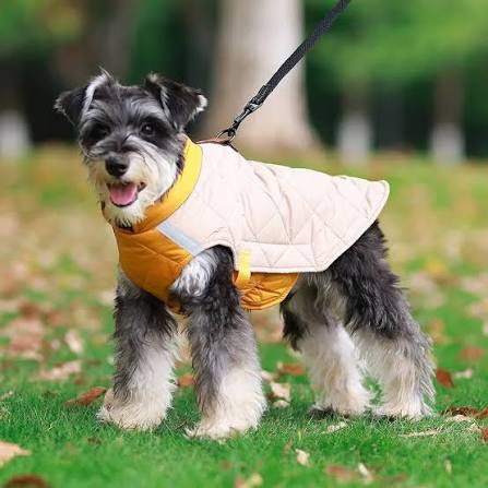 Best Duomm Dog Coat for Every Season: Complete Buying Guide for Dog Owners