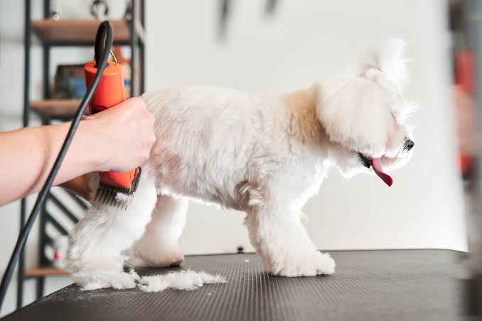 How to Choose the Right Hair Cutting Comb for Dogs for Safe Home Grooming