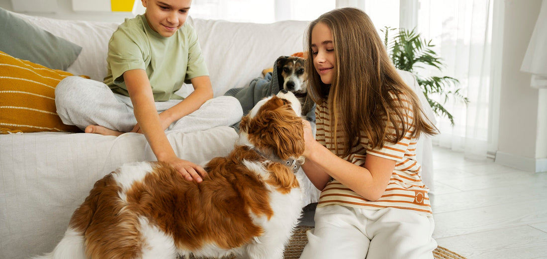 How to Choose the Best Pet Care Products for Your Furry Friend