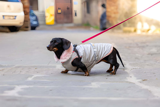 Duomm Dog Coat for Winter keeps dogs warm on chilly walks. Explore cozy pet options and find the right fit today.