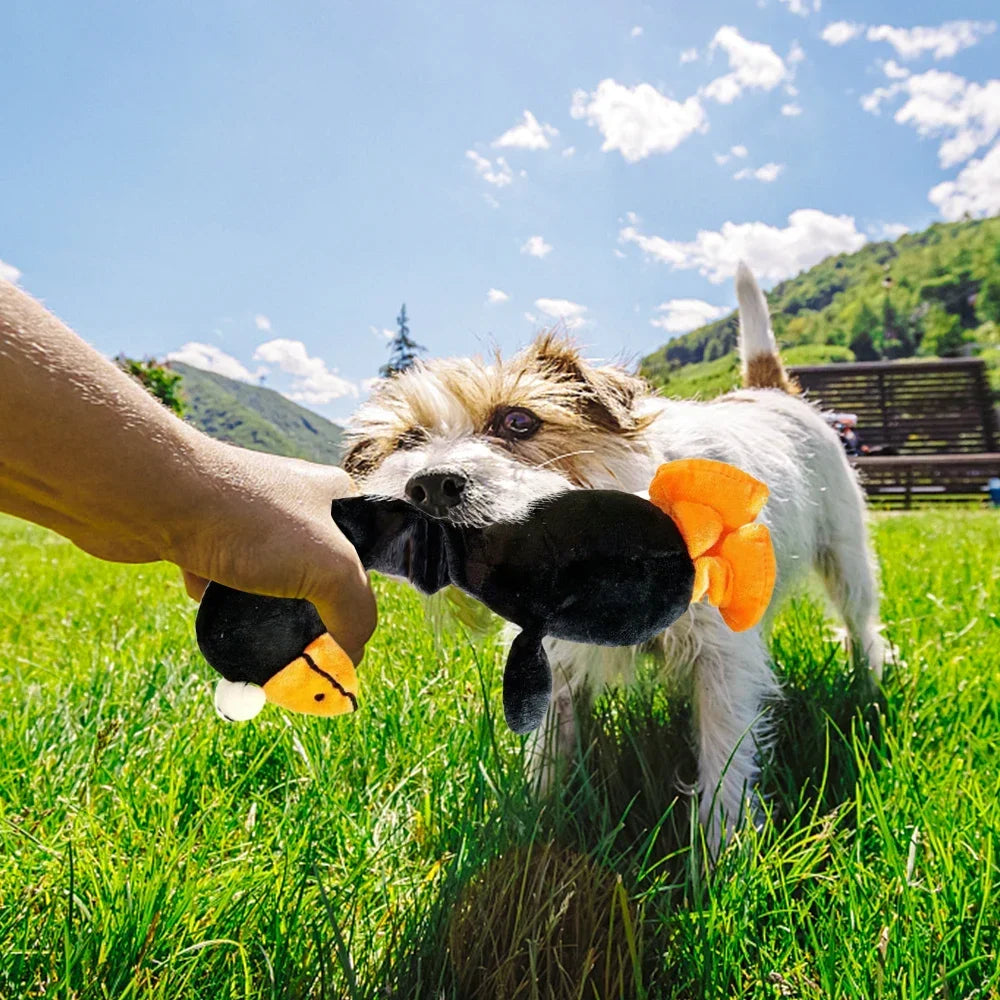 Screaming Chicken Dog Toy