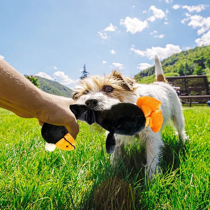 Screaming Chicken Dog Toy