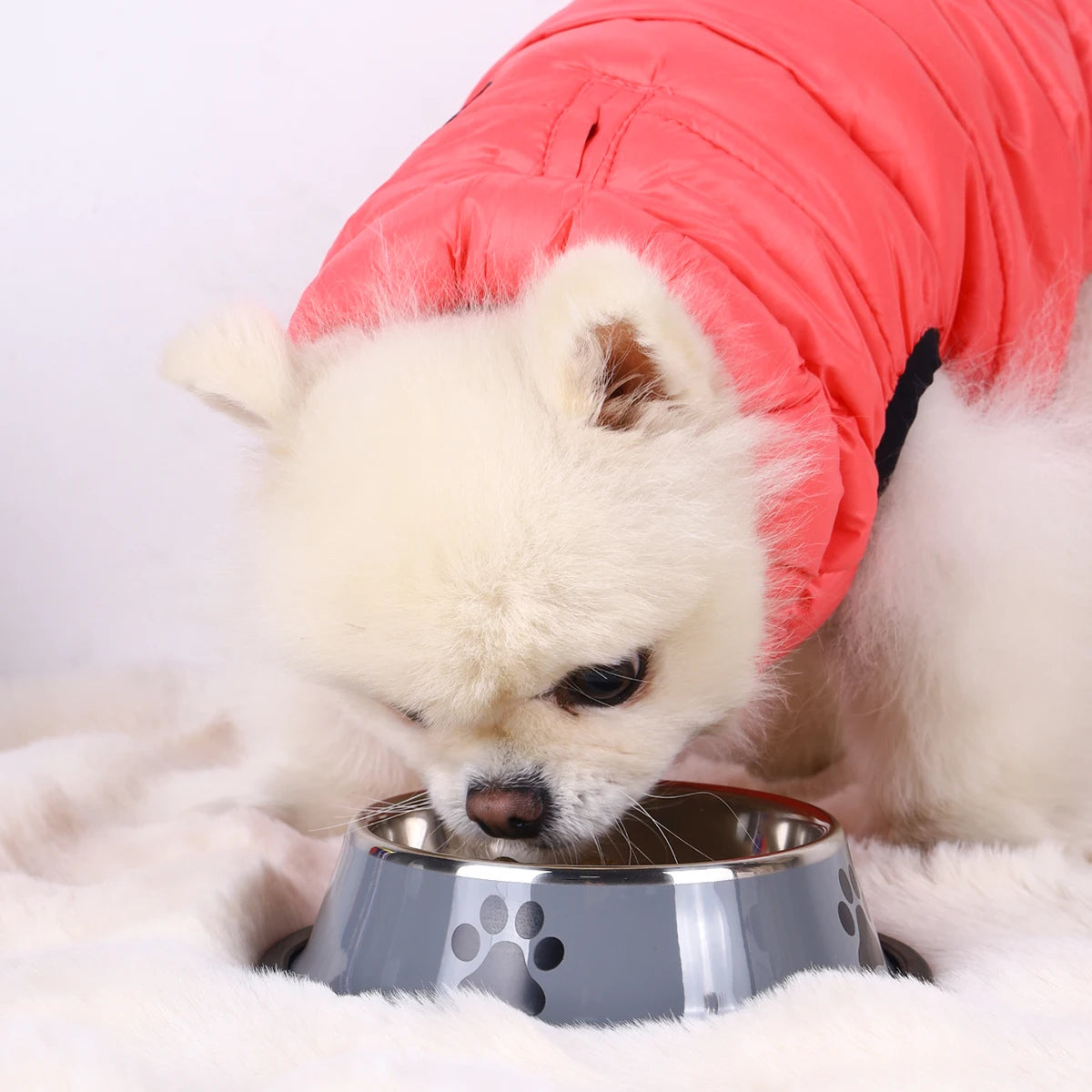 Stainless Steel Pet Food Bowl (16–22cm)